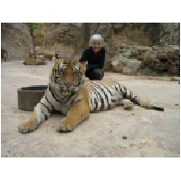 Tickling a tiger in Thailand.jpg